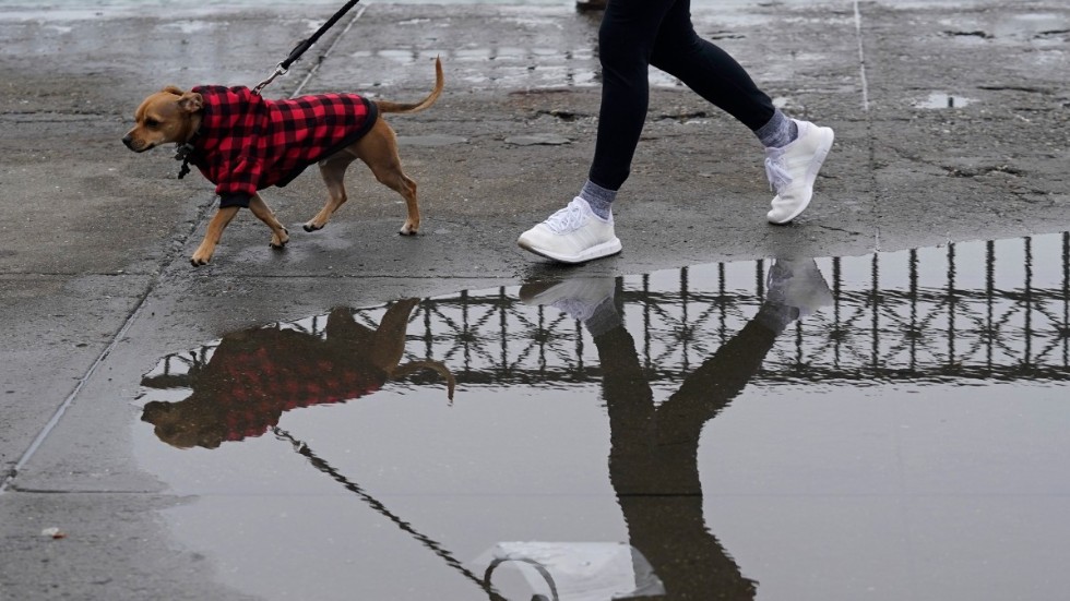 Enligt en av de inblandade flög hans svärmors hund en till två meter när den träffades av bilens bakdäck. Sedan blev det bråk.