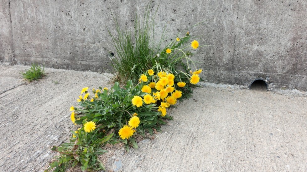 Miljöpartiet blommar bäst i storstadens betongöknar, men fler partier har rekryteringsproblem.