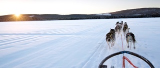 Länsstyrelsen kräver att djurägare tar sin hund till veterinär