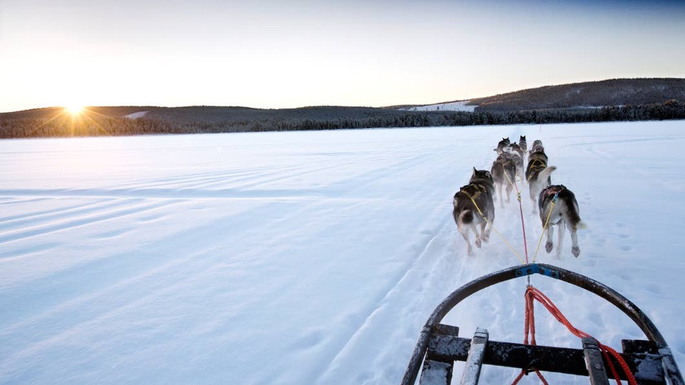 En djurägare i Pite älvdal måste ta sin hund till veterinär för kontroll innan den får användas i verksamheten igen. Hundarna på bilden har ingen koppling till artiklen. (Arkivbild)