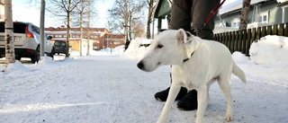 Ingen utskälld idé med hundpark