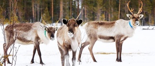 Vill ha en folkomröstning i Överkalix