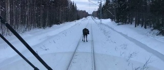 Älg försökte skrämma tåg