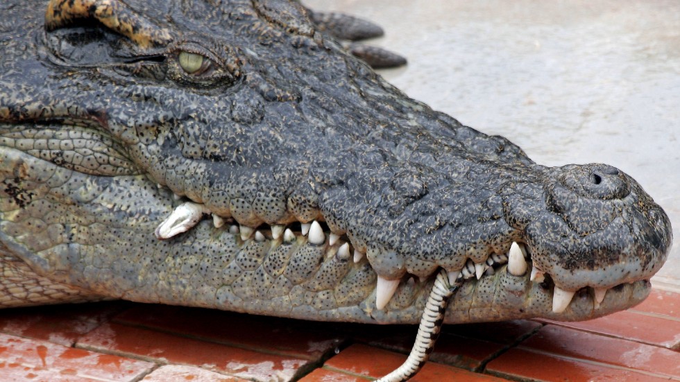En krokodil äter en vattenorm på en reptilfarm i Siem Reap. Det är inte samma krokodil som omnämns i texten. Arkivbild.