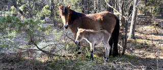 SÖTCHOCK: Här är årets första föl på Lojsta hed