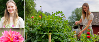 Dahlior i mängder – kilopris på snittblommor hos Sofia