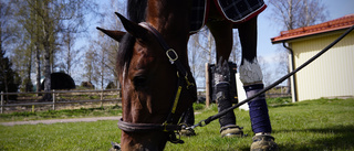 Mantorpsstjärnan svek i sista testet: "Helkört med Elitloppet"