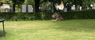 Här vilar älgen på kyrkogården – mitt i stan