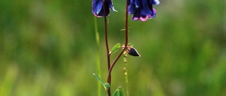 Blomma tre: Skönhet på Omberg