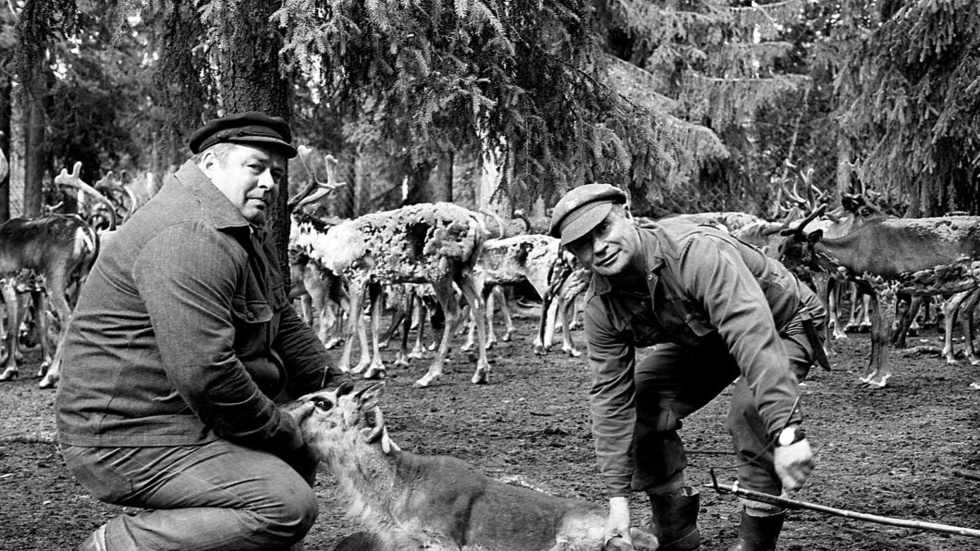 KALVMÄRKNING. Trots utveckling             görs vissa saker på samma sätt som förr. På bilden Enar Stoltz och Sixten               Pokka under 1980-talet.