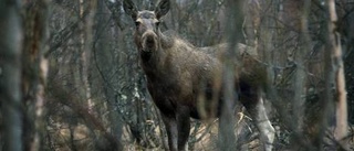 Präst välsignar älgarna inför jakten