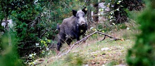 Samjakt ska knäcka vildsvinen