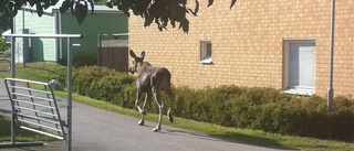 Älg i centrala Västervik