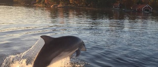 Delfinerna rör sig söderut