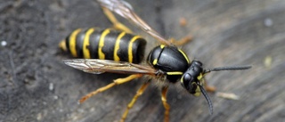 Så kan du undvika insekterna