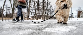 Hittade bullar med rakblad under hundpromenad