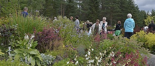 Fortsätter med ”Öppen trädgård”