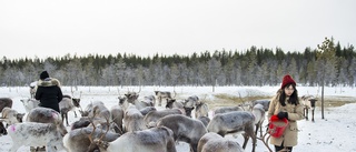 Samebyn välkomnar hjälpen från aktivisterna