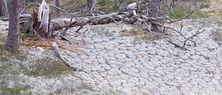 Sällsynta skalbaggar på Sandön ska inventeras