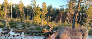 Samebyn om senaste tidens renolyckor på E 4 söder om Bureå: ”Man sover inte på natten och inte på dagen”