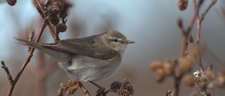 Tiogramsfågel flyger 1 300 mil – enkel väg