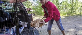 I Åsele får hundarna sin egen parkering