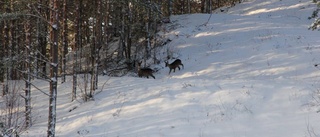 Rådjur dog i viltolycka