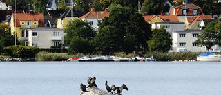 Skarvjakt ska hjälpa till att rädda gäddan