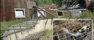 Larm om gård i förfall – älg ligger död i gödselbrunn