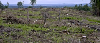 Kalhyggen – bättre än Greenpeace skönhetstävlingar