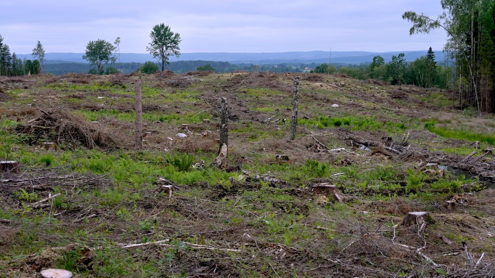 Det intensiva skogsbruket med kalhyggen som dominerande metod och igenväxning av det öppna landskapets ängar och hagar på grund av minskad hävd, innebär att många arter inte kan klara sig, skriver Anders Wennerblad.