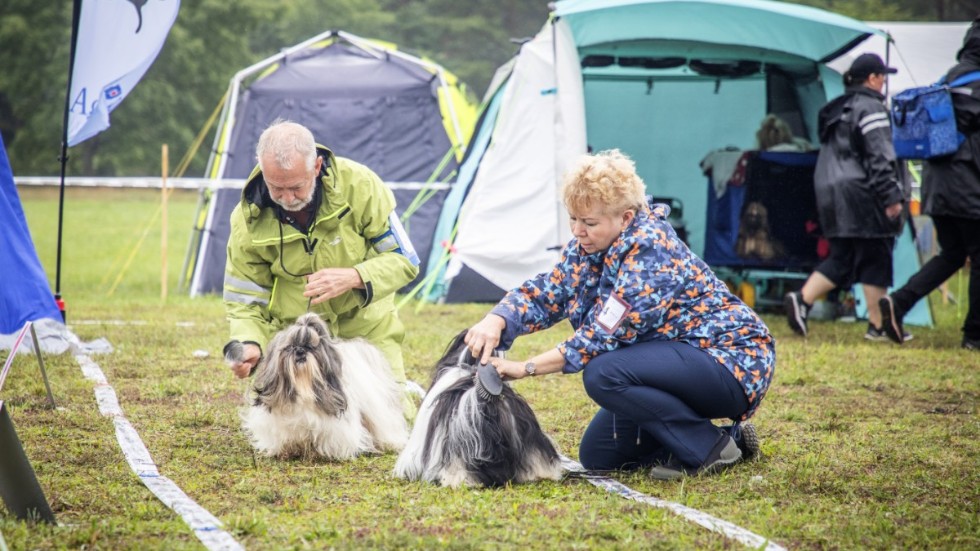 Antalet anmälningar till hundutställningen Gotland dog show har ökat kraftigt jämfört med de senaste åren.