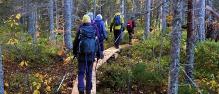 På vandring i gammelskog      