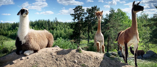 Laman skrämmer vargen med spott