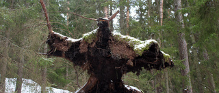 Rotvältan i skogen - "Inget man ska gå under"