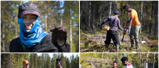 Utrikesfödda får chans att jobba i skogen • De kommer lättare in på arbetsmarknaden: "Jag brinner för att lära dem plantera"