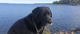 Läsarbilden: Den gamle och havet