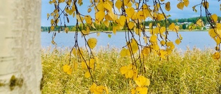 Läsarbilden: Fina höstfärger. Björkens blad har gulnat