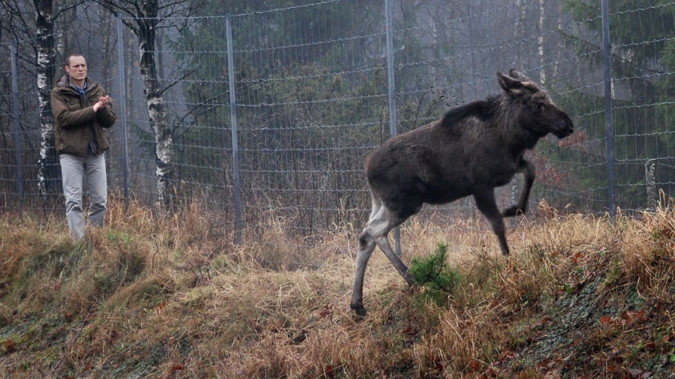 Kalmar län behöver flera viltstängsel, anser kristdemokraterna Gudrun Brunegård och Carl-Wiktor Svensson. Genrebild.