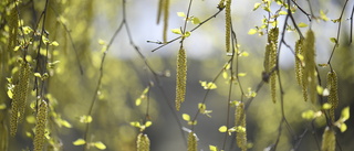 Ovanligt mycket pollen – plåga för allergiker