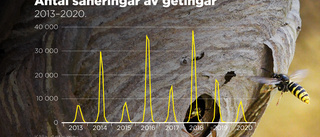 Varning för getingsommar – så angriper du bon