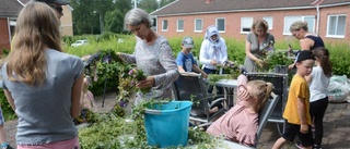 De tjuvstartade midsommarfirandet