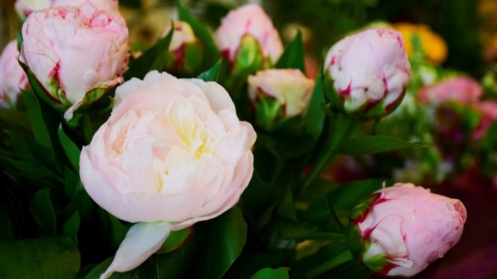 Inne på Kisa Floristen märks det av att lösblommor blir allt populärare.