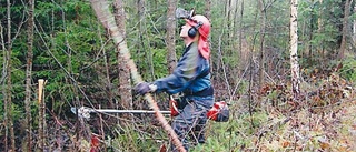 Skogsägare utan intresse hotar värdet