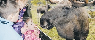 Älgparken räknar med att ta emot fler