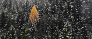 Räcker skogen till?