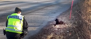 Här räddas hundvalpen på E22