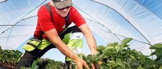 Hårt tryck på gubbarna till midsommar