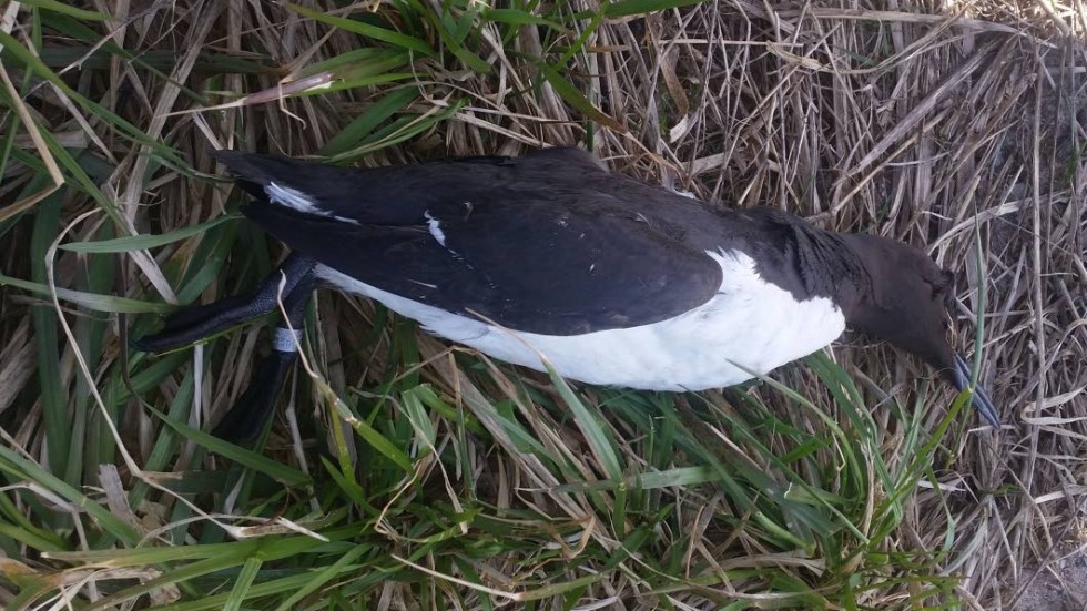 Den döda sillgrisslan låg på stranden, nära Stenåsabadet på Öland.