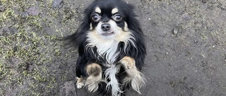 Chihuahuan Magnus hittad – här återförenas han med sin ägare
